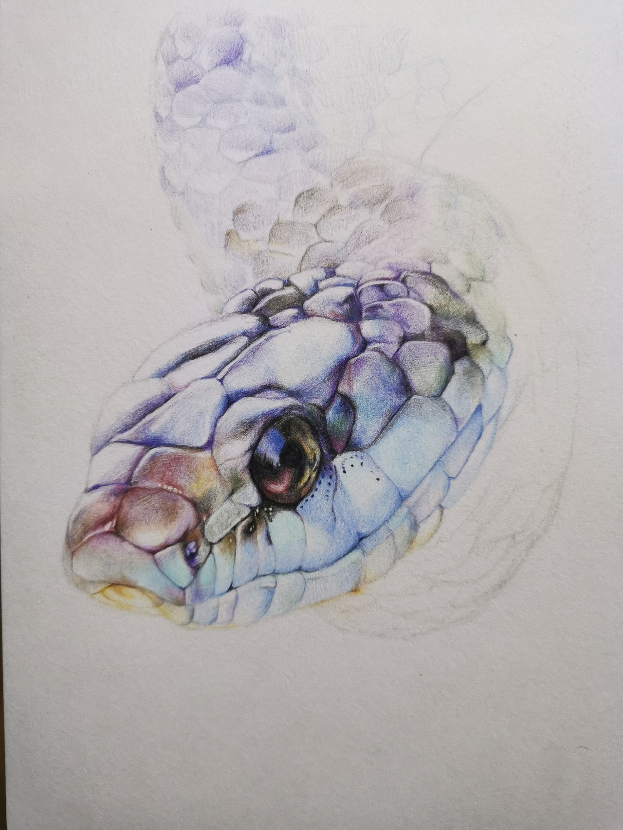 辉柏嘉油性彩铅《蓝绿过树蛇》