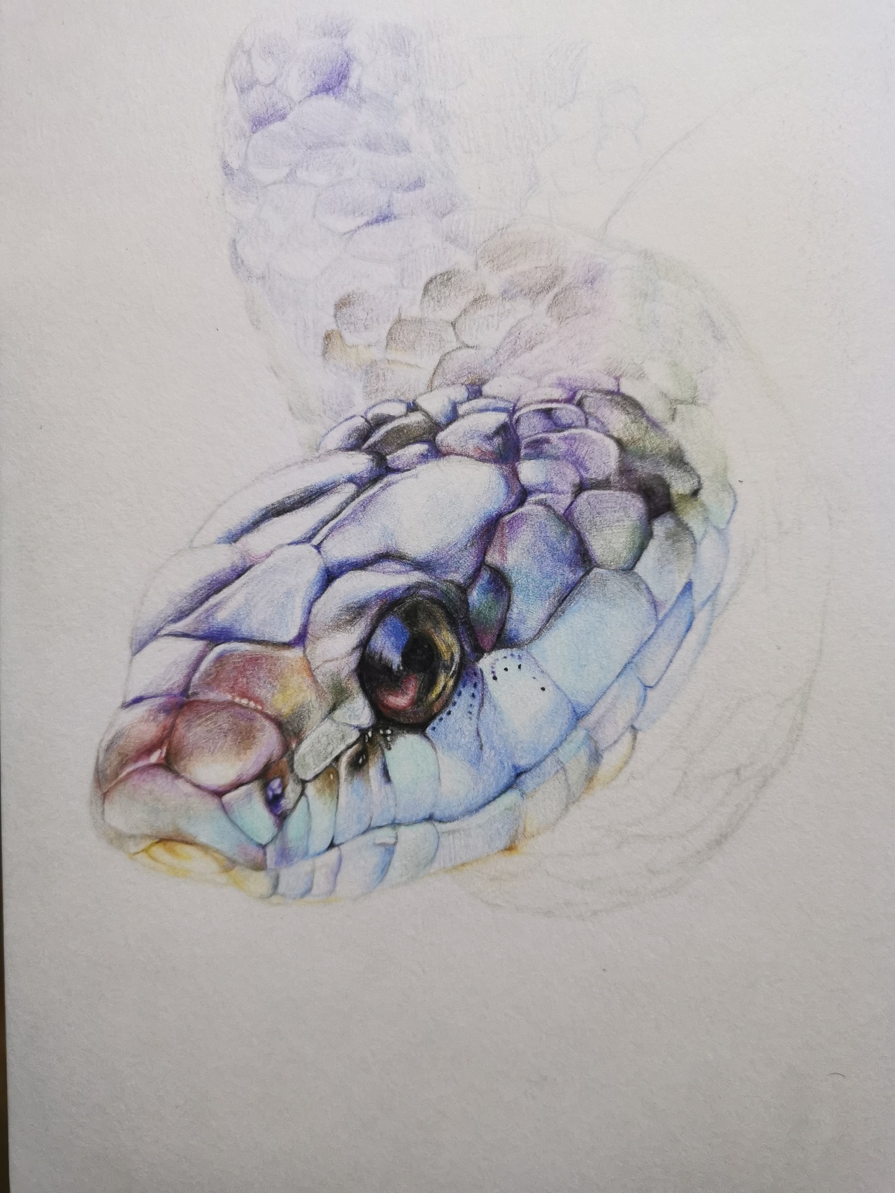 辉柏嘉油性彩铅《蓝绿过树蛇》