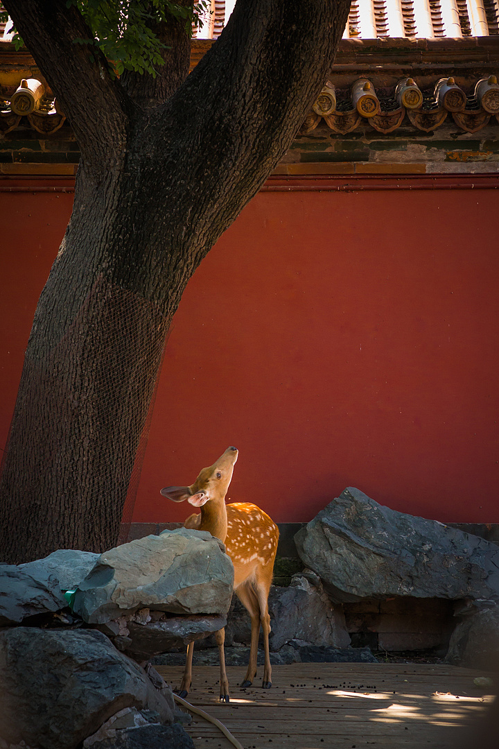 故宫神鹿-何必去奈良