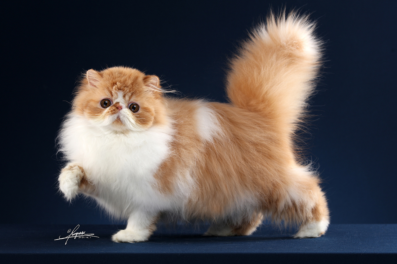 异国长毛猫amyworks,拍摄于四川成都|摄影|宠物摄影