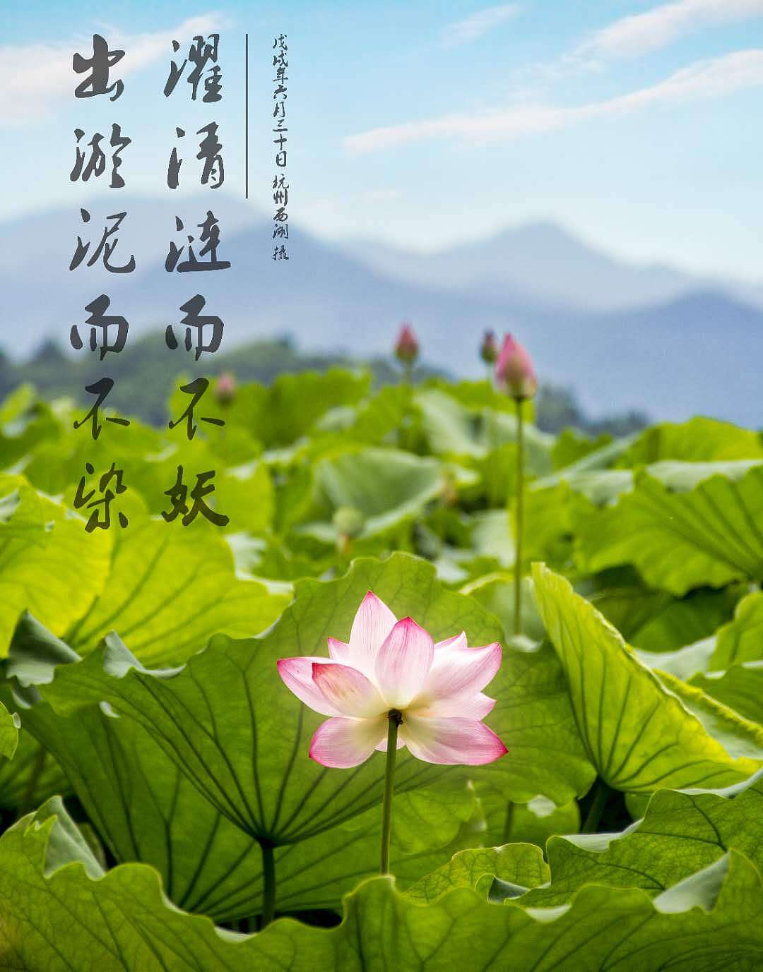 • 杭-西湖荷花