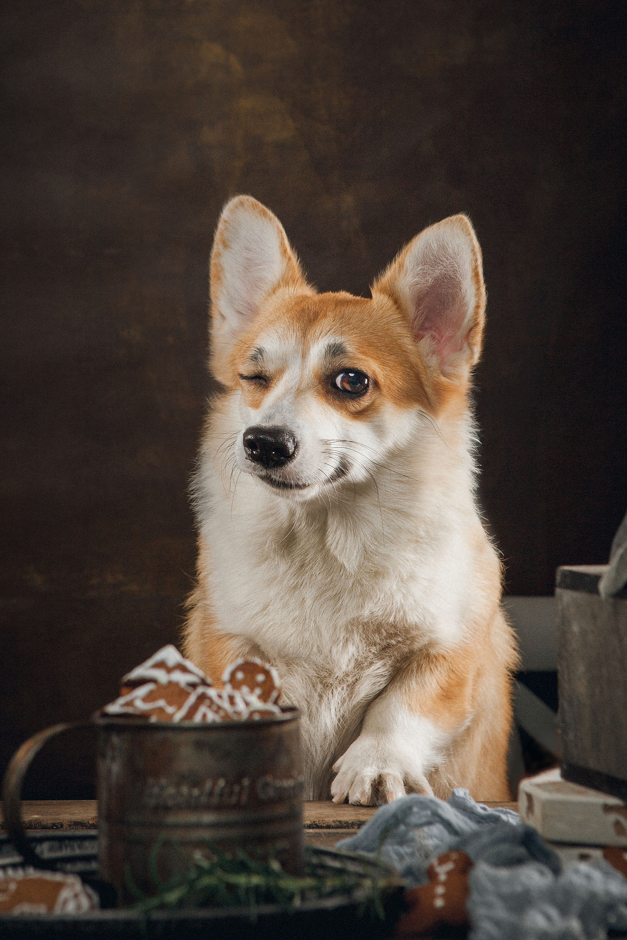 抛媚眼（图ZMTUyNDI1NDAw） - 宠物摄影 - 站酷设计师火锅火锅工作室原创素材 - 站酷ZCOOL