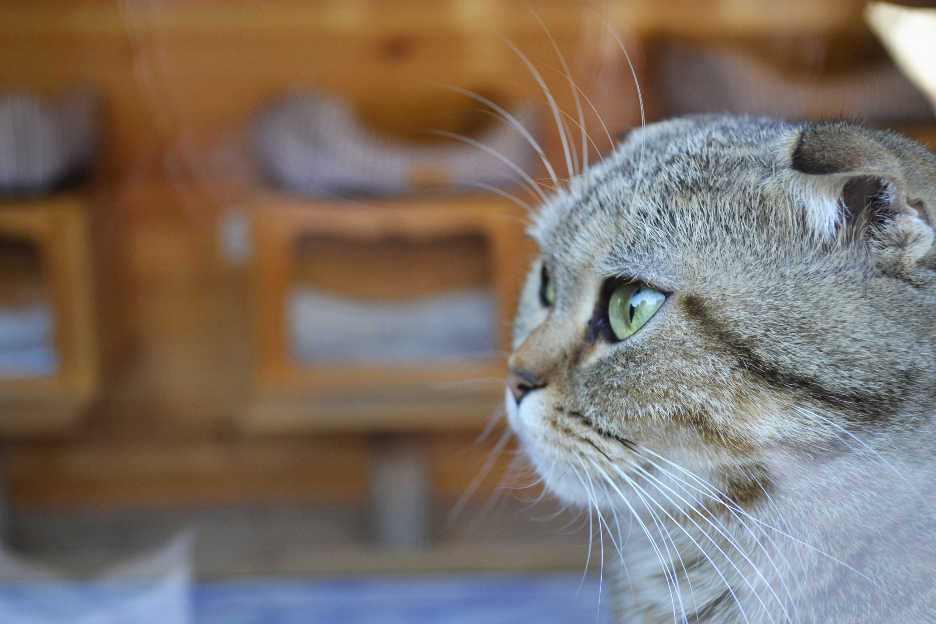 观复博物馆中的观复猫