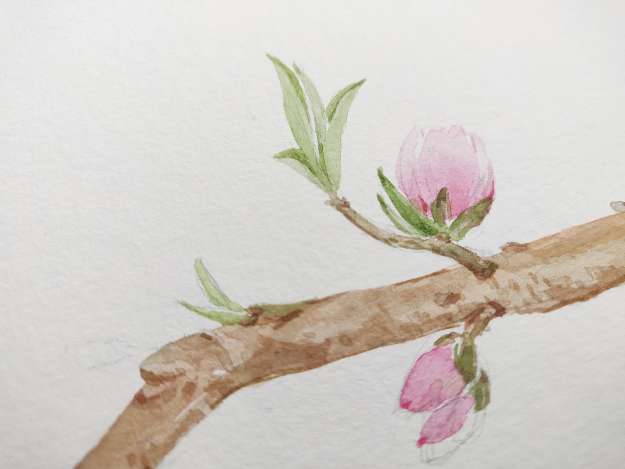 十二月花神之三月花神 桃花（图ZMjQ3NjMxNDQw） - 绘本 - 站酷设计师淂淇原创素材 - 站酷ZCOOL