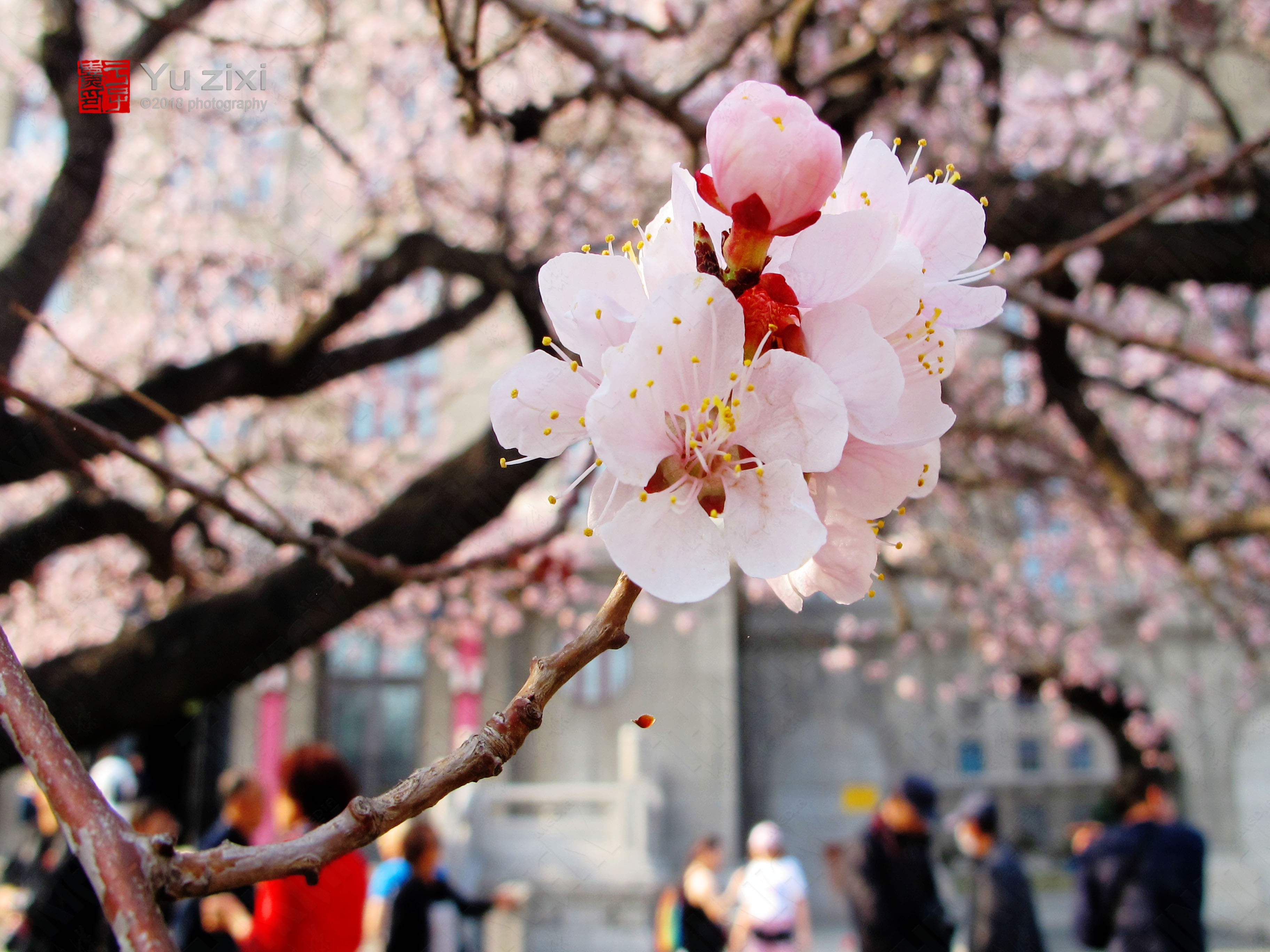 堪比武大樱花，哈工程的杏花长廊里有最哈尔滨的春天|长廊|杏花|哈尔滨_新浪新闻