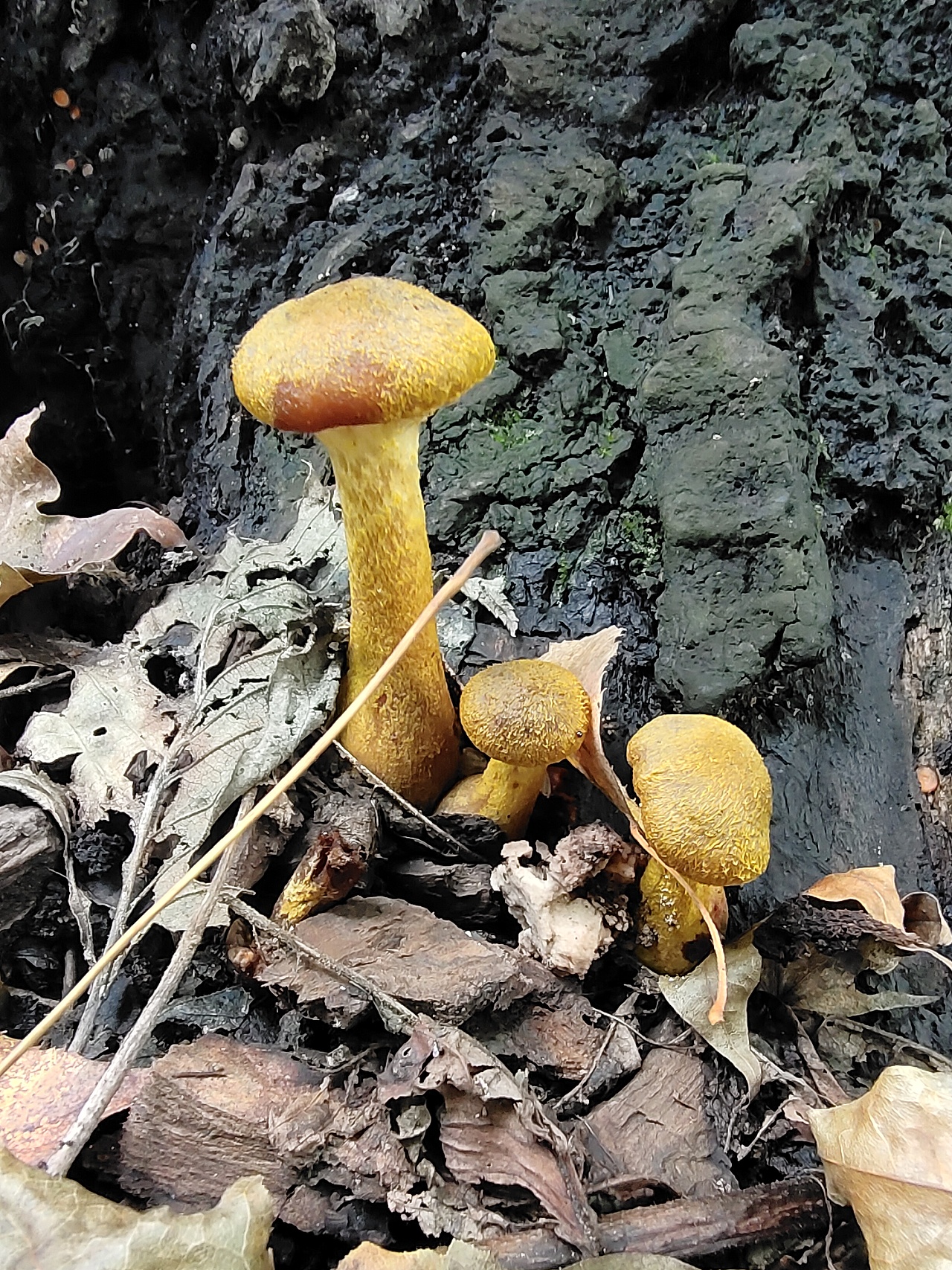 东北野生榛蘑菇