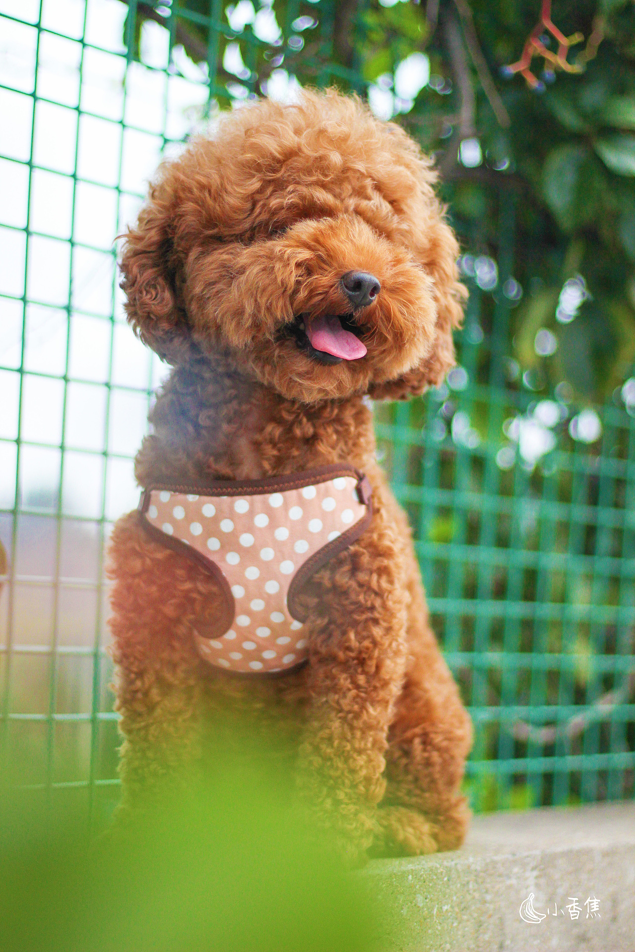 宠物摄影（图ZMjQwOTEzMDM2） - 宠物摄影 - 站酷设计师焦喜庆原创素材 - 站酷ZCOOL