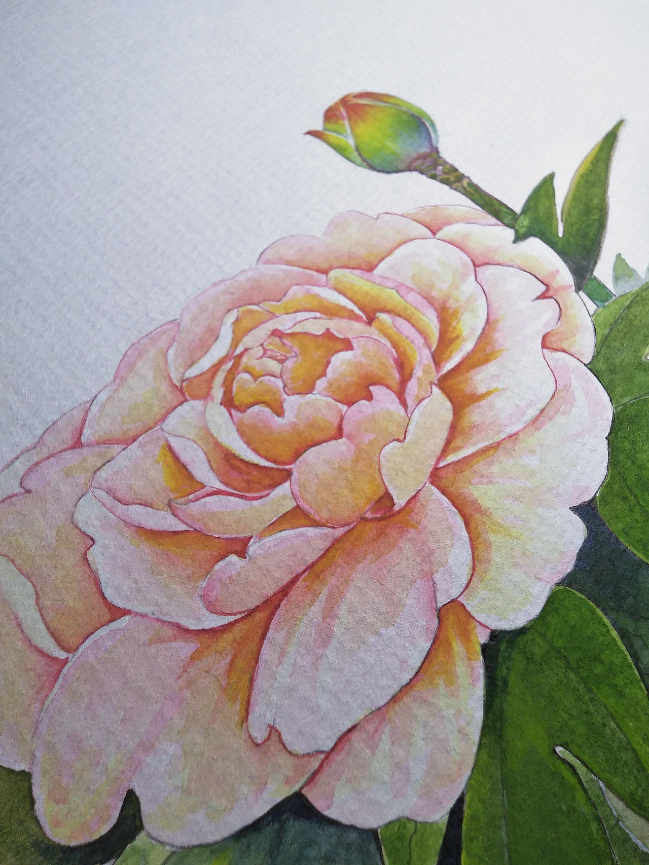 二十四节气花卉插画