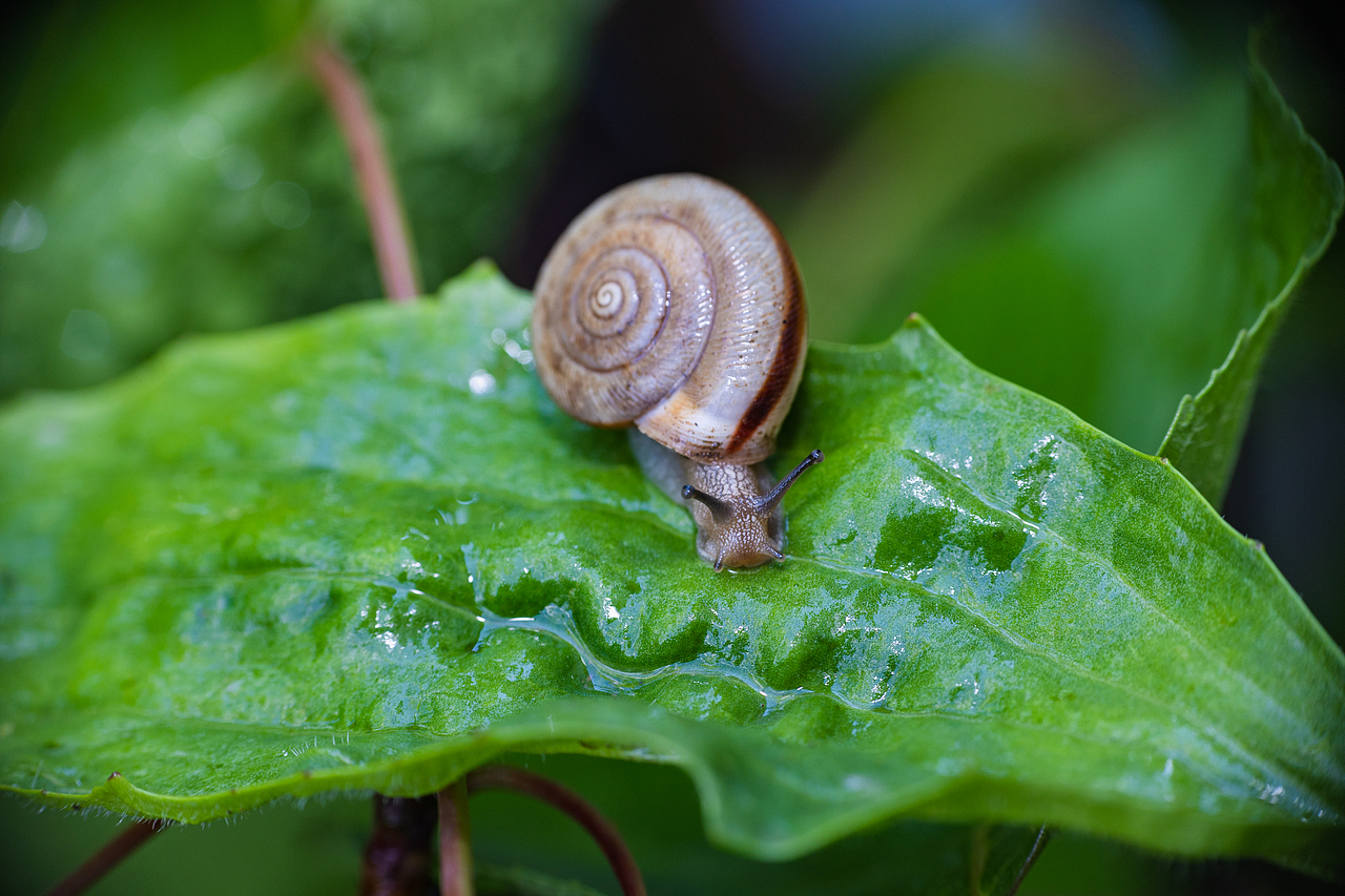 微观世界（图ZMjU3MTk1Nzky） - 其他摄影 - 站酷设计师汉克峰原创素材 - 站酷ZCOOL