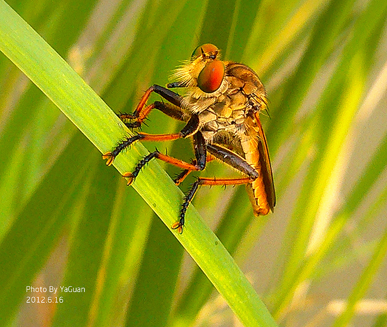 【手机拍摄习作】