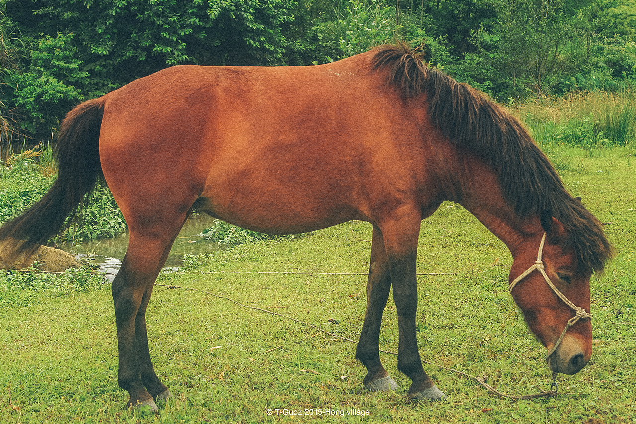 摄影游记-徽州古镇西递宏村（图ZMTMzODYyNDI4） - 环境/建筑摄影 - 站酷设计师T_Groz果子原创素材 - 站酷ZCOOL