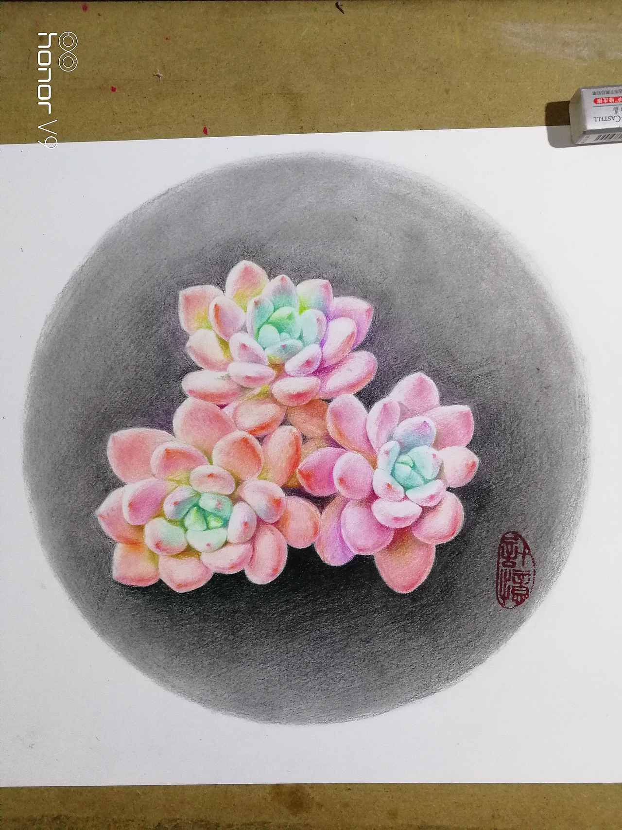 彩铅多肉植物《桃美人》