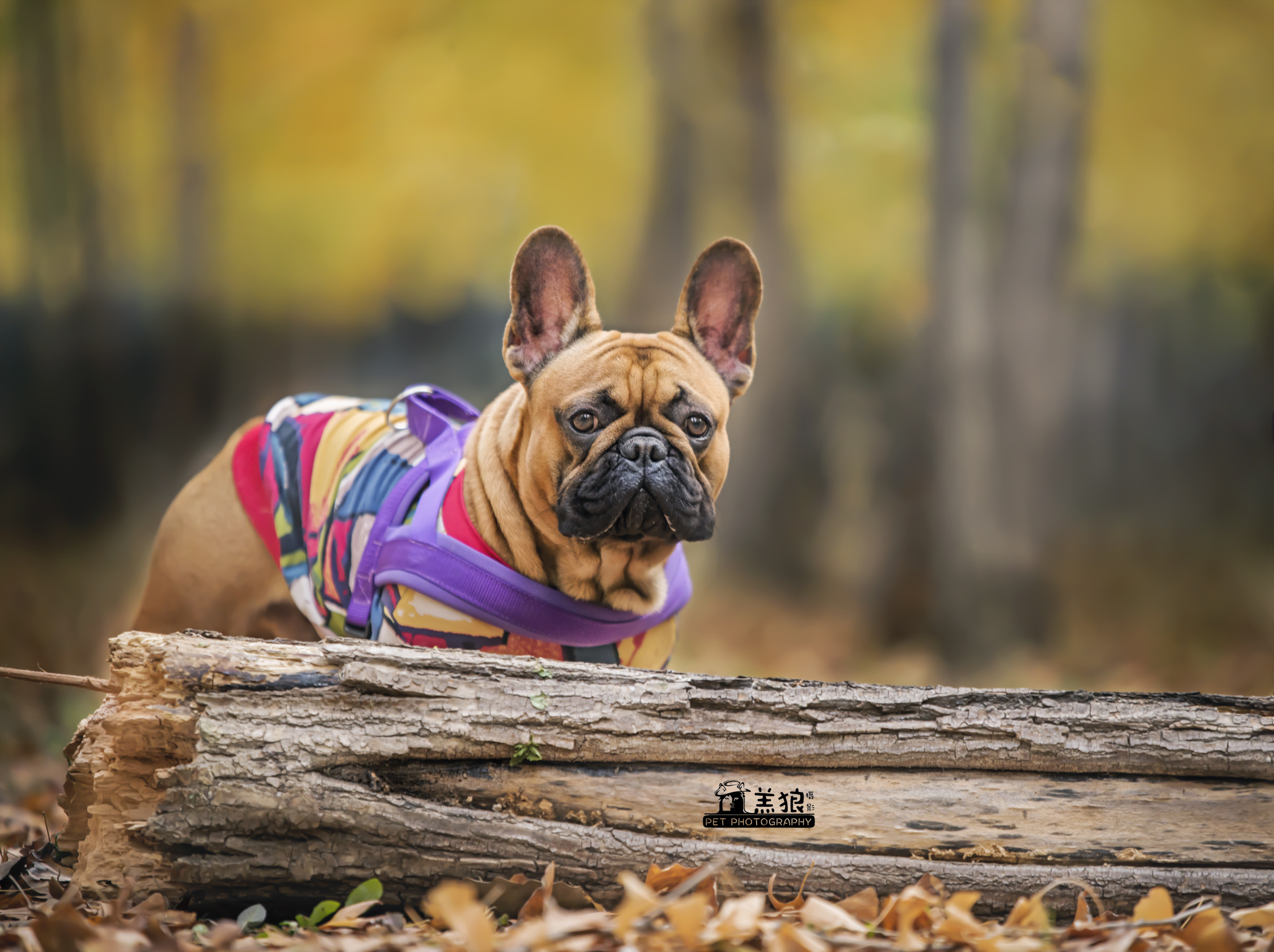 高颜值 大块头 小法牛:cow:|摄影|动物|z38626532