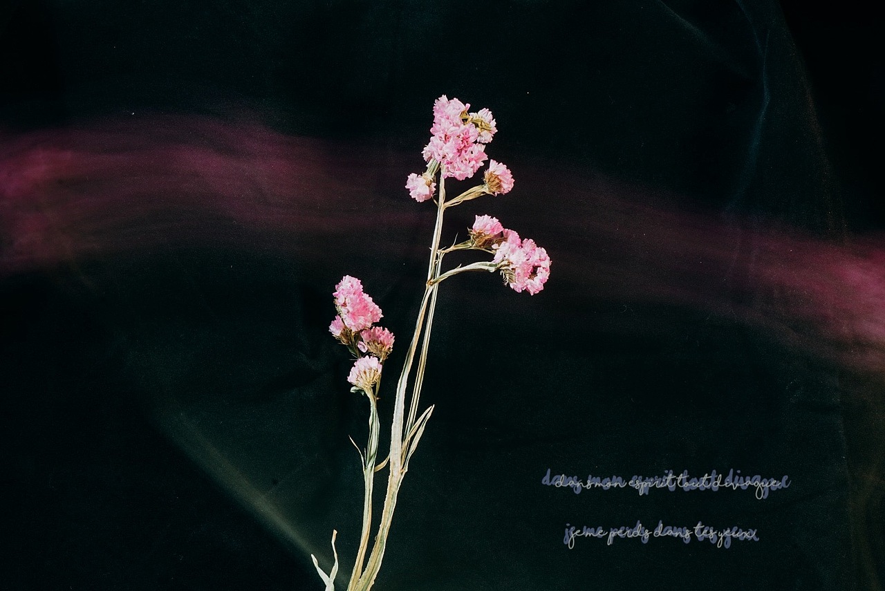 勿忘我（图ZMjA3MTM2NDM2） - 产品摄影 - 站酷设计师丶荧光乌贼原创素材 - 站酷ZCOOL