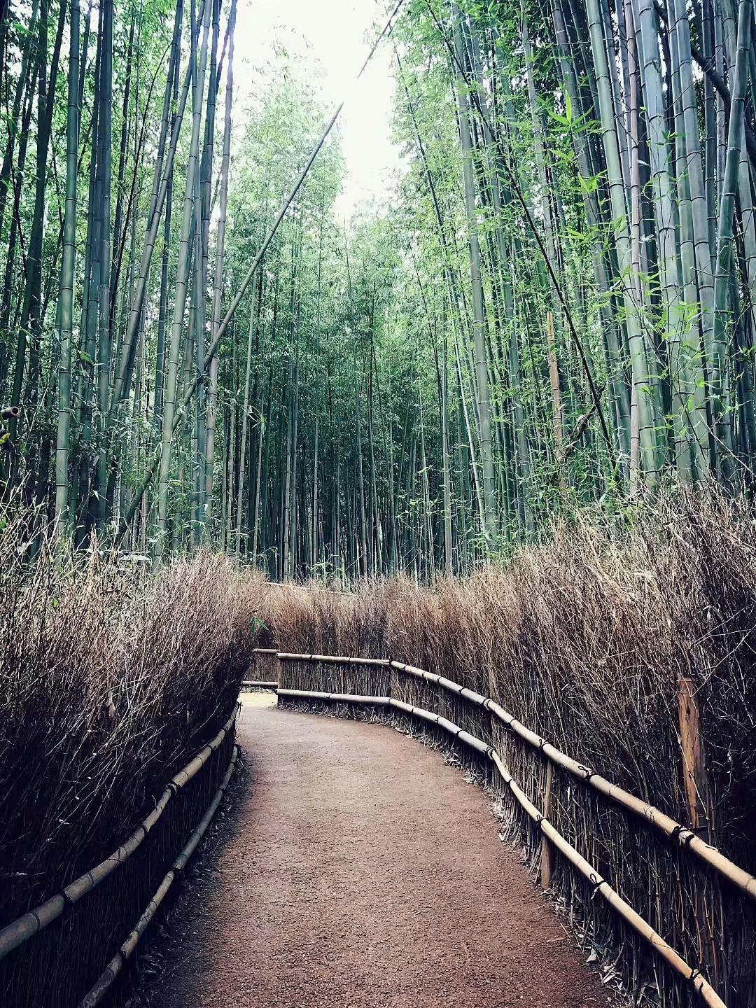 日本京都一周游