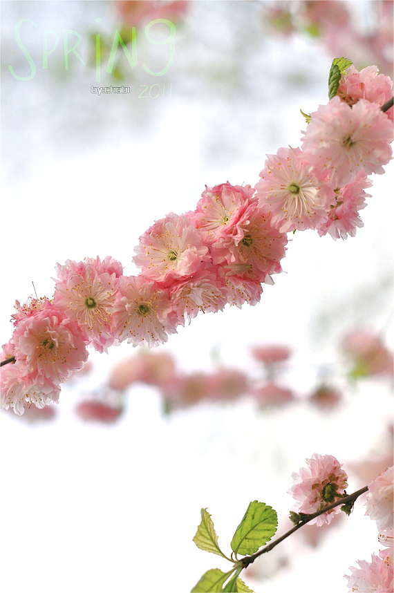 春天的随便乱照（图ZMjk5MjUyNA==） - 风光摄影 - 站酷设计师chobi原创素材 - 站酷ZCOOL