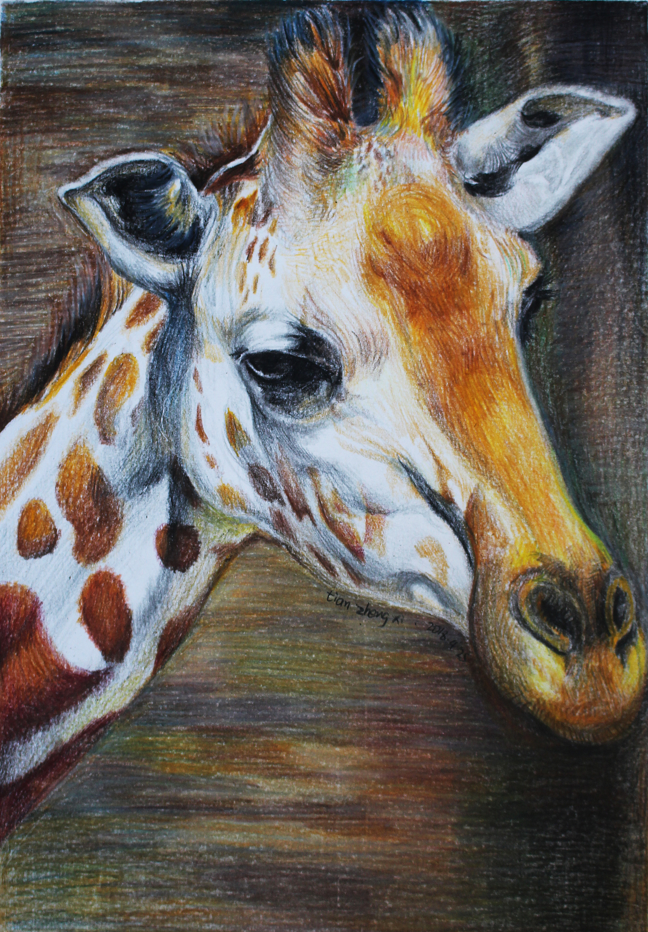 彩铅《长颈鹿》