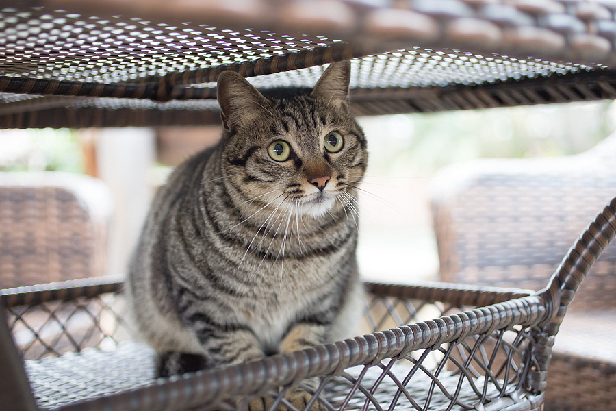 窗口、书架，茶几台都是好地方！