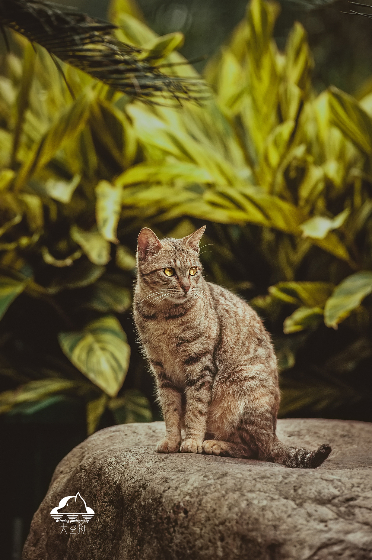 太空狗宠物摄影 公园流浪猫