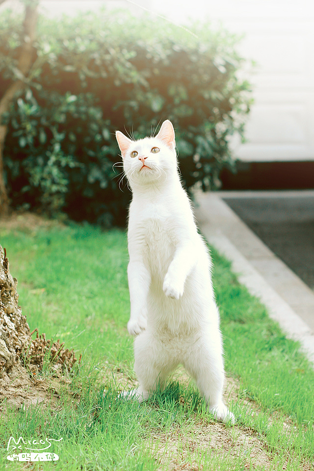 我和我的喵呜们（二）（图ZMTkzMzE4NTY=） - 宠物摄影 - 站酷设计师喵呜不停原创素材 - 站酷ZCOOL