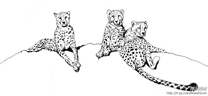 猫科动物练习（图ZNTQ5MzM1NjA=） - 创作习作 - 站酷设计师leaushown原创素材 - 站酷ZCOOL
