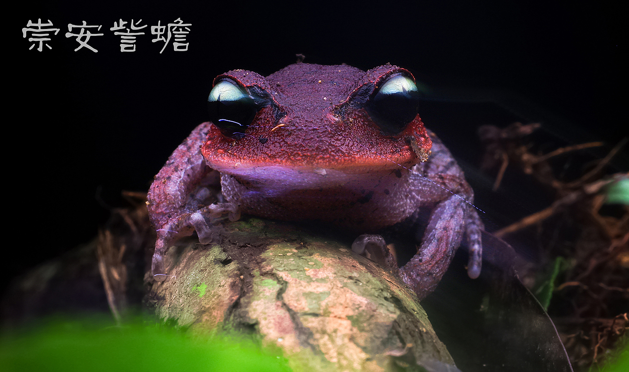 生态摄影片【各种毒物】带你近距离欣赏（图ZNTYwMzQxNjA=） - 风光摄影 - 站酷设计师瓜哥微距摄影原创素材 - 站酷ZCOOL