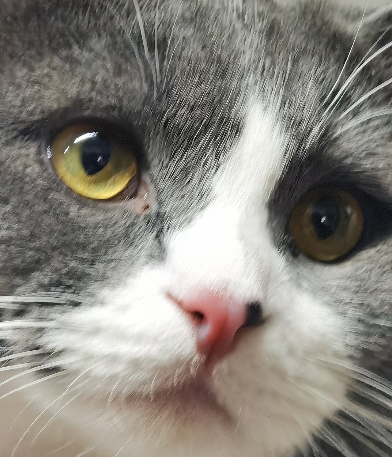 猫咪：迷路 它主人给它起的奇怪名字（有够离谱的-~-）（图ZMjg2MDU5Njcy） - 宠物摄影 - 站酷设计师咕噜轱辘肉原创素材 - 站酷ZCOOL