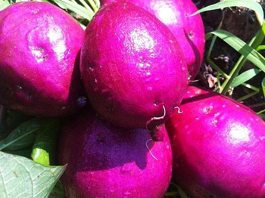 紫薯/水果销售淘宝详情页和主页