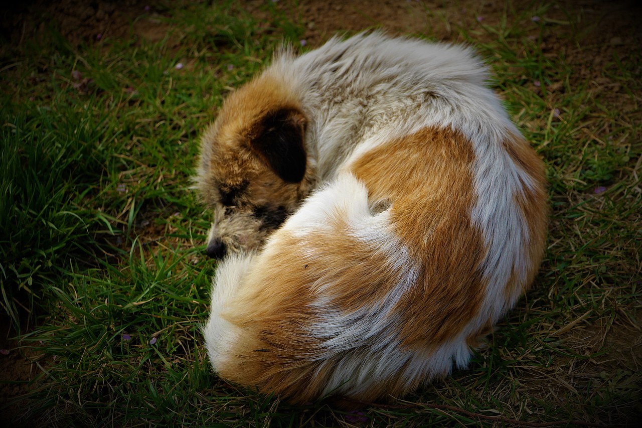 猫咖（图ZMTYyNjQ1Njg4） - 宠物摄影 - 站酷设计师白色的星期六原创素材 - 站酷ZCOOL