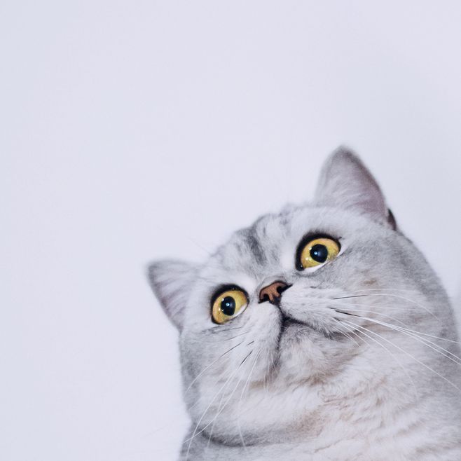 特大号胖兔子的个人主页（背景预览） - 主页背景设置 - 站酷设计师特大号胖兔子原创素材 - 站酷ZCOOL