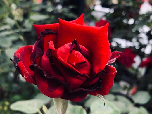 fa fa 世界（个人主页-ZMzc0NzY1MDA=） - 产品摄影 - 站酷设计师张炸克原创素材 - 站酷ZCOOL