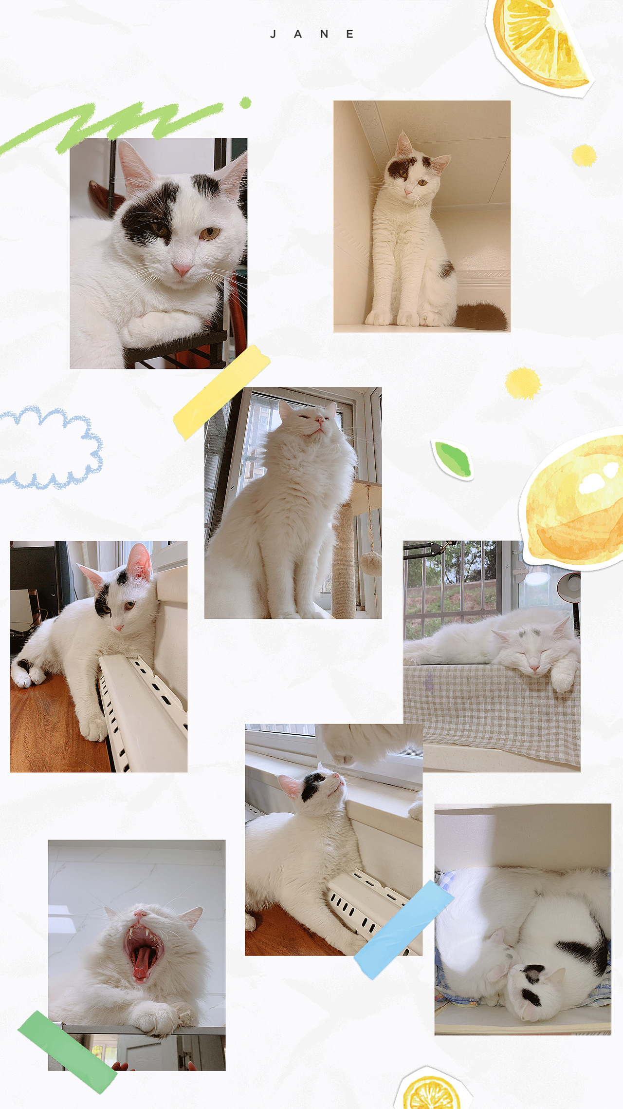 插畫｜繪本風(fēng)小貓陪伴的四季（圖ZMzExMzg1OTI0） - 創(chuàng)作習(xí)作 - 站酷設(shè)計(jì)師卷毛的卷仔原創(chuàng)素材 - 站酷ZCOOL