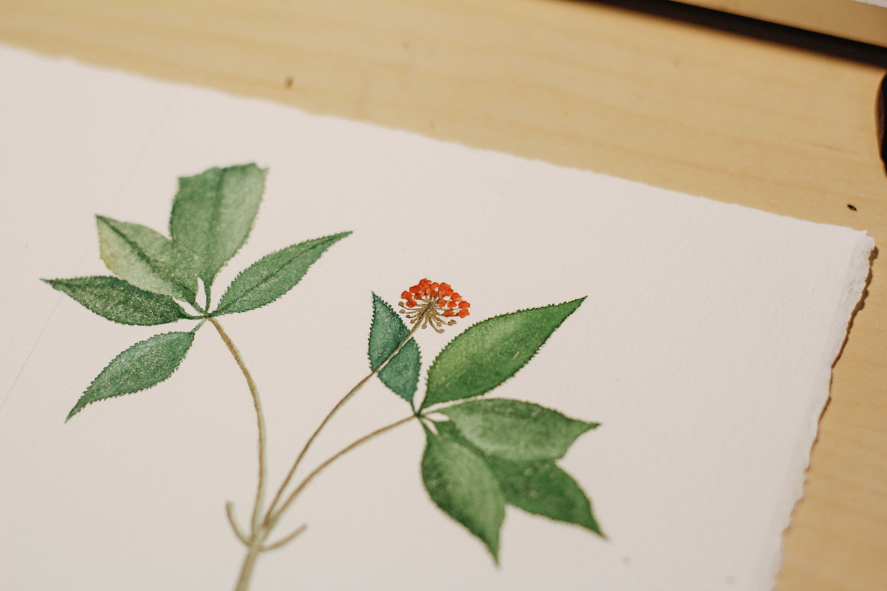 水彩药材——三七|插画|创作习作|lanskidesign - 原创作品 - 站酷