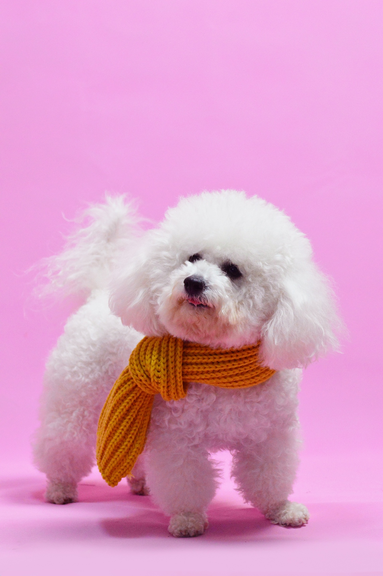 2018宠物合集（图ZMTQ0MDU5MzM2） - 宠物摄影 - 站酷设计师黑猫姐姐原创素材 - 站酷ZCOOL