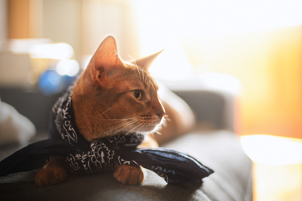 【均木纪实宠物摄影】 独特的喵星人--阿比西尼亚猫（图ZMTQ2MjU5MjEy） - 宠物摄影 - 站酷设计师均木纪实宠物摄影原创素材 - 站酷ZCOOL