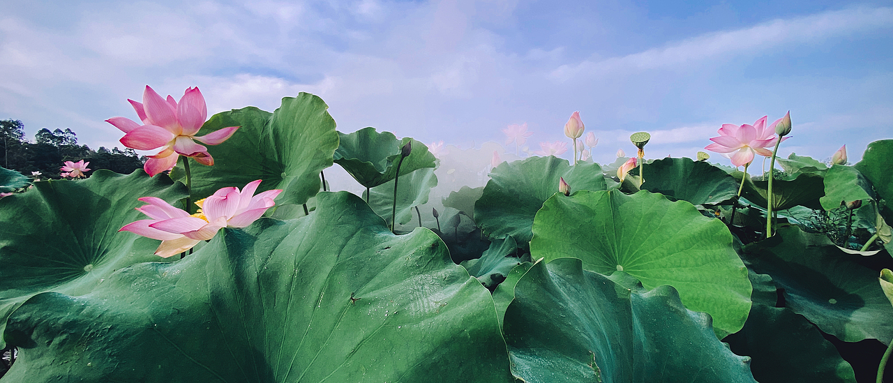 发一组荷花，前段时间拍的。（图ZMjE1MDIwNDU2） - 风光摄影 - 站酷设计师定然葛格原创素材 - 站酷ZCOOL
