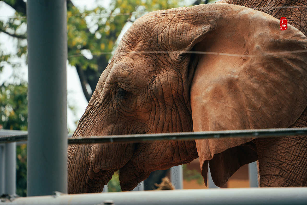 随手拍·广州动物园(兽类)（图ZMzM1ODA3NDg4） - 人文/纪实摄影 - 站酷设计师一晨同学原创素材 - 站酷ZCOOL