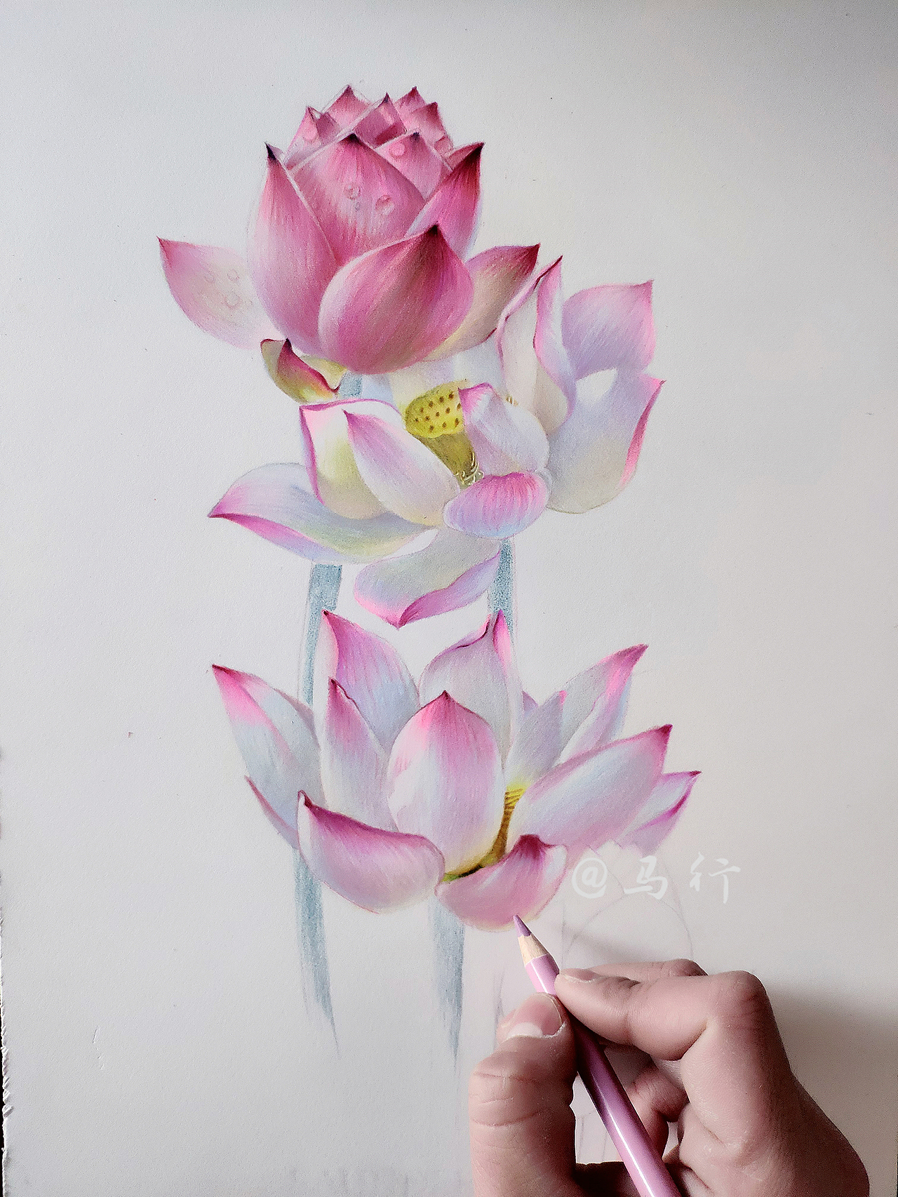 荷花两组|纯艺术|绘画|马行画彩铅_原创作品-站酷zcool