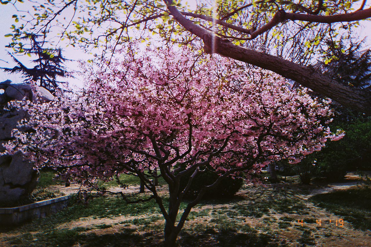 想要看春天的雨漫（圖ZMTUzNzQ1OTYw） - 人文/紀(jì)實(shí)攝影 - 站酷設(shè)計(jì)師張張張張張瘋子原創(chuàng)素材 - 站酷ZCOOL