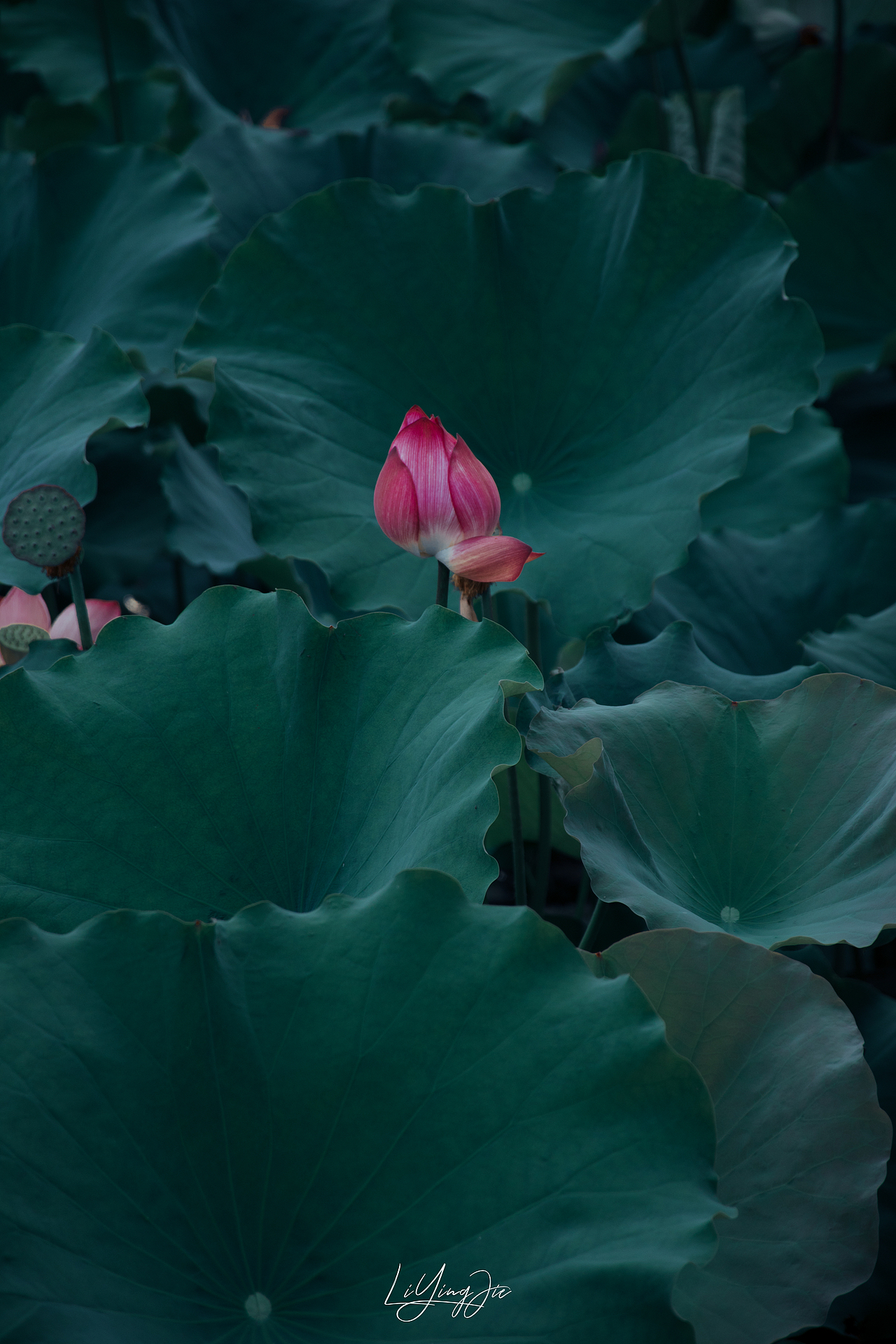 水出芙蓉（图ZMjEzNTkzNDQ0） - 产品摄影 - 站酷设计师与海为邻原创素材 - 站酷ZCOOL