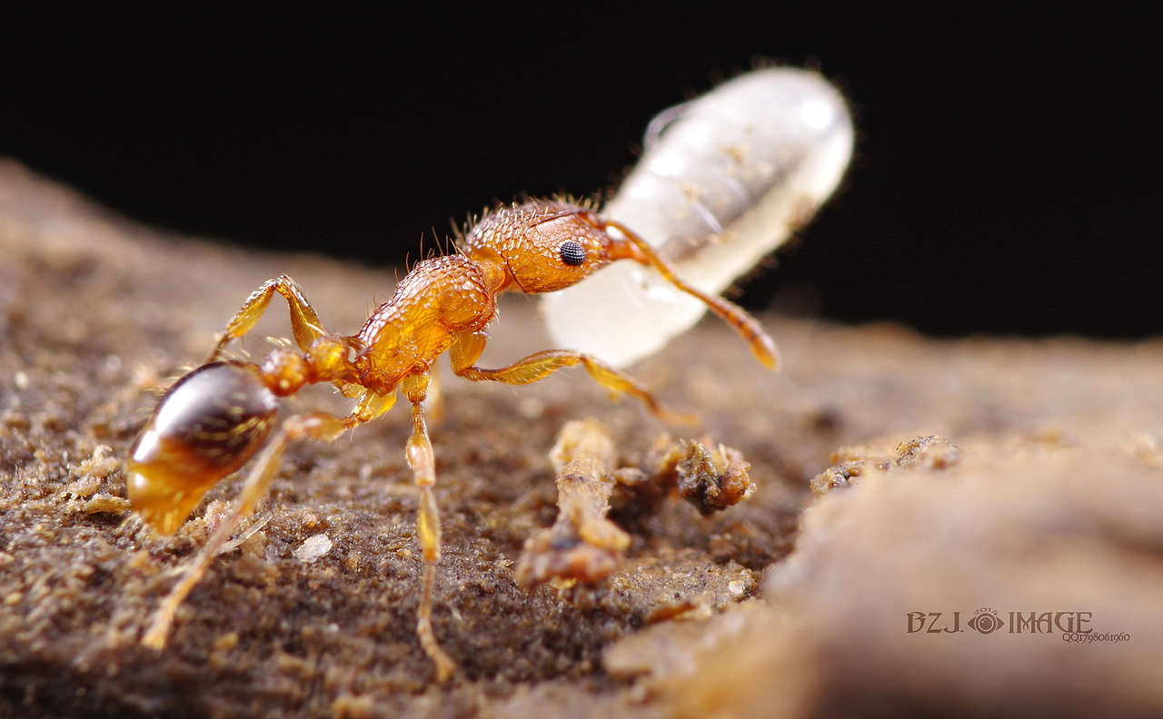 微距最小的蚂蚁,,,,切叶蚁.