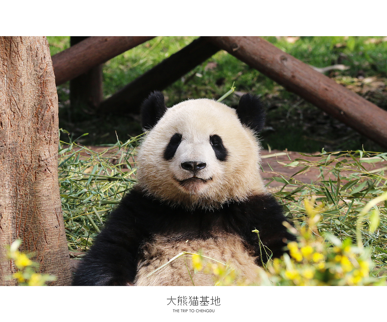 蓉城成都（图ZNDU0OTc0MDA=） - 风光摄影 - 站酷设计师十一月的疯子原创素材 - 站酷ZCOOL