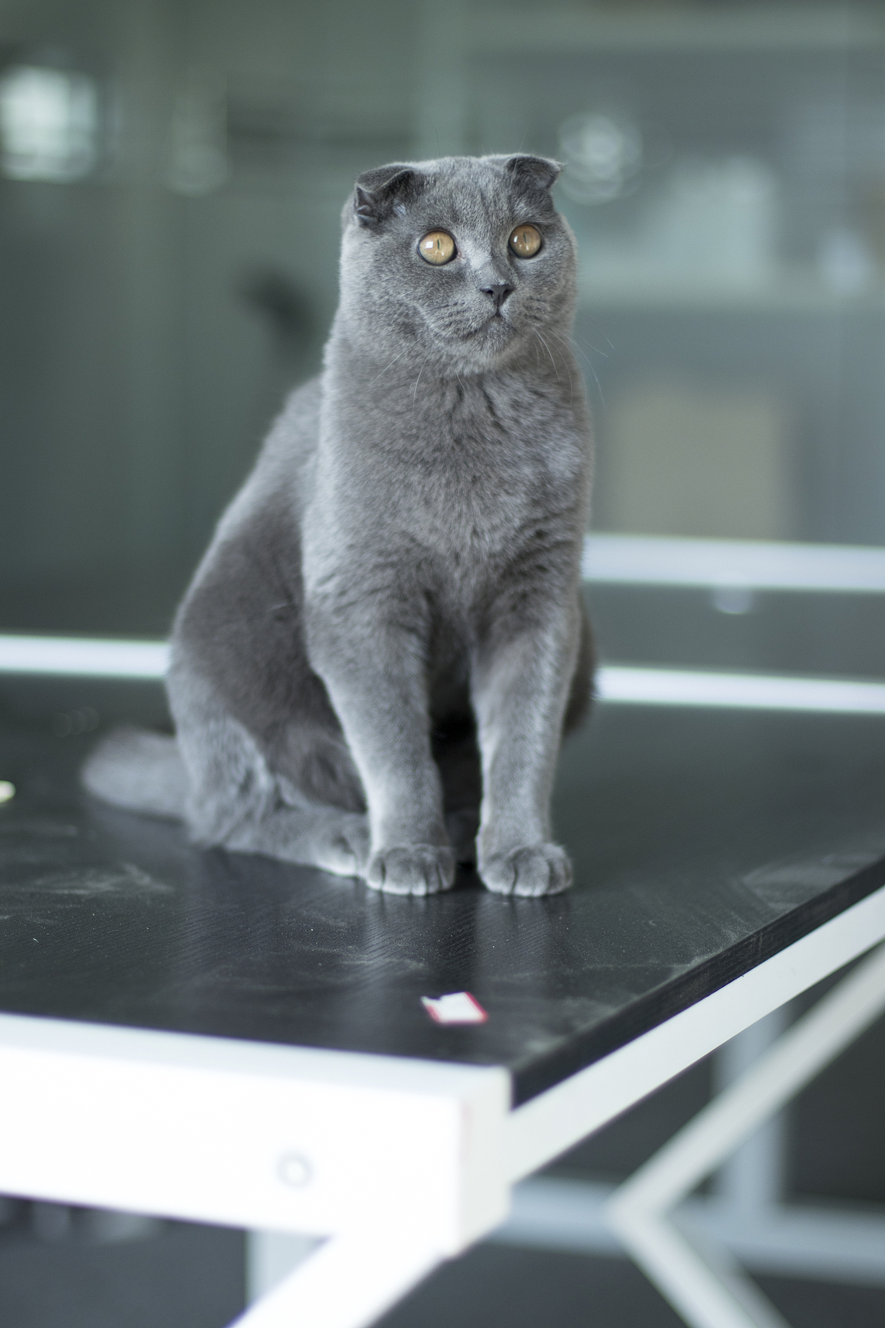 蓝皮，皮老板日常（图ZMTgxNzE0OTY4） - 宠物摄影 - 站酷设计师花菜呢花菜原创素材 - 站酷ZCOOL