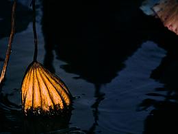 「荷」黑金“意蓮”