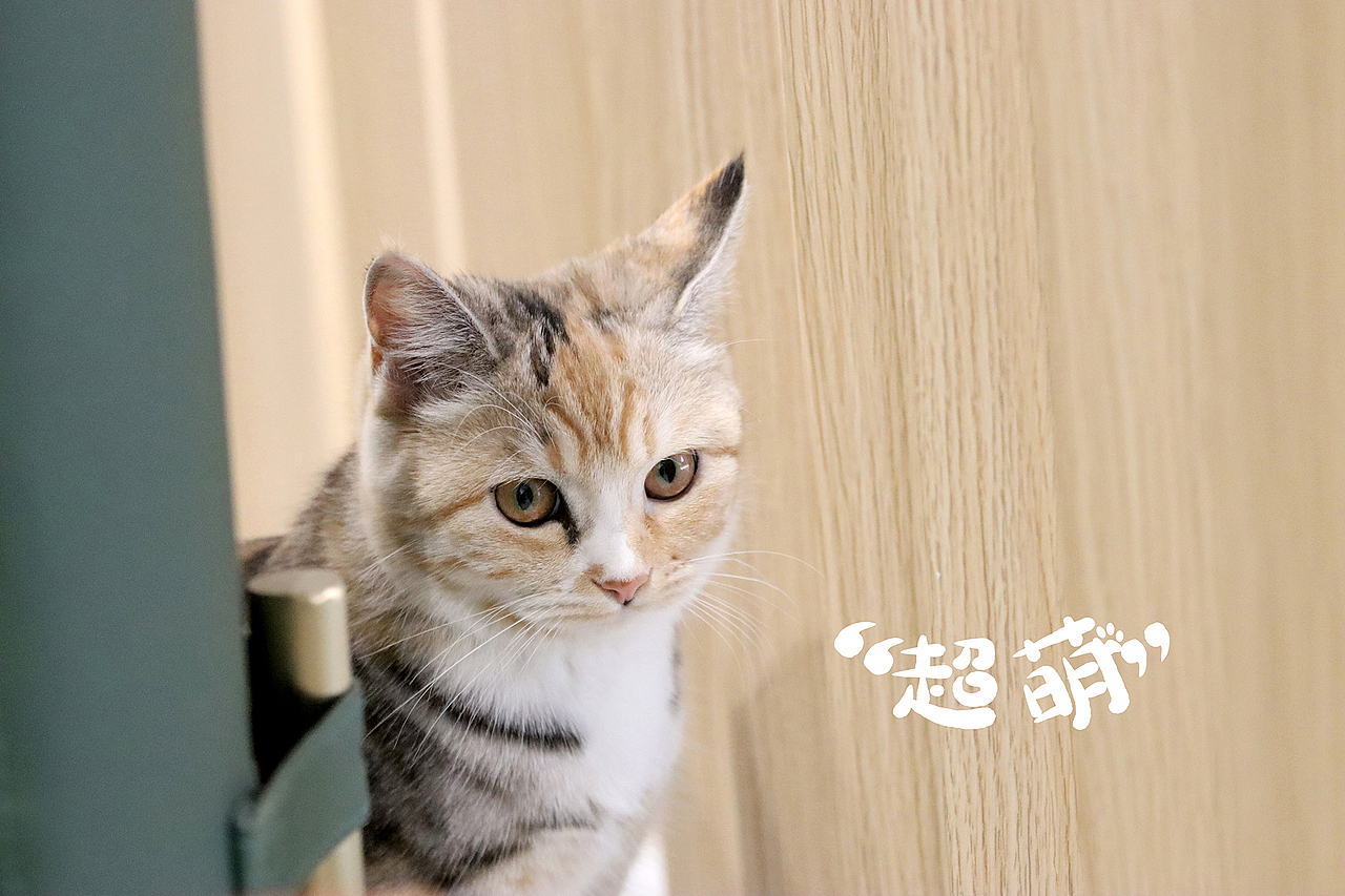 走进喵星人~（图ZMjM1NDE4NjA4） - 宠物摄影 - 站酷设计师开心小玩紫原创素材 - 站酷ZCOOL