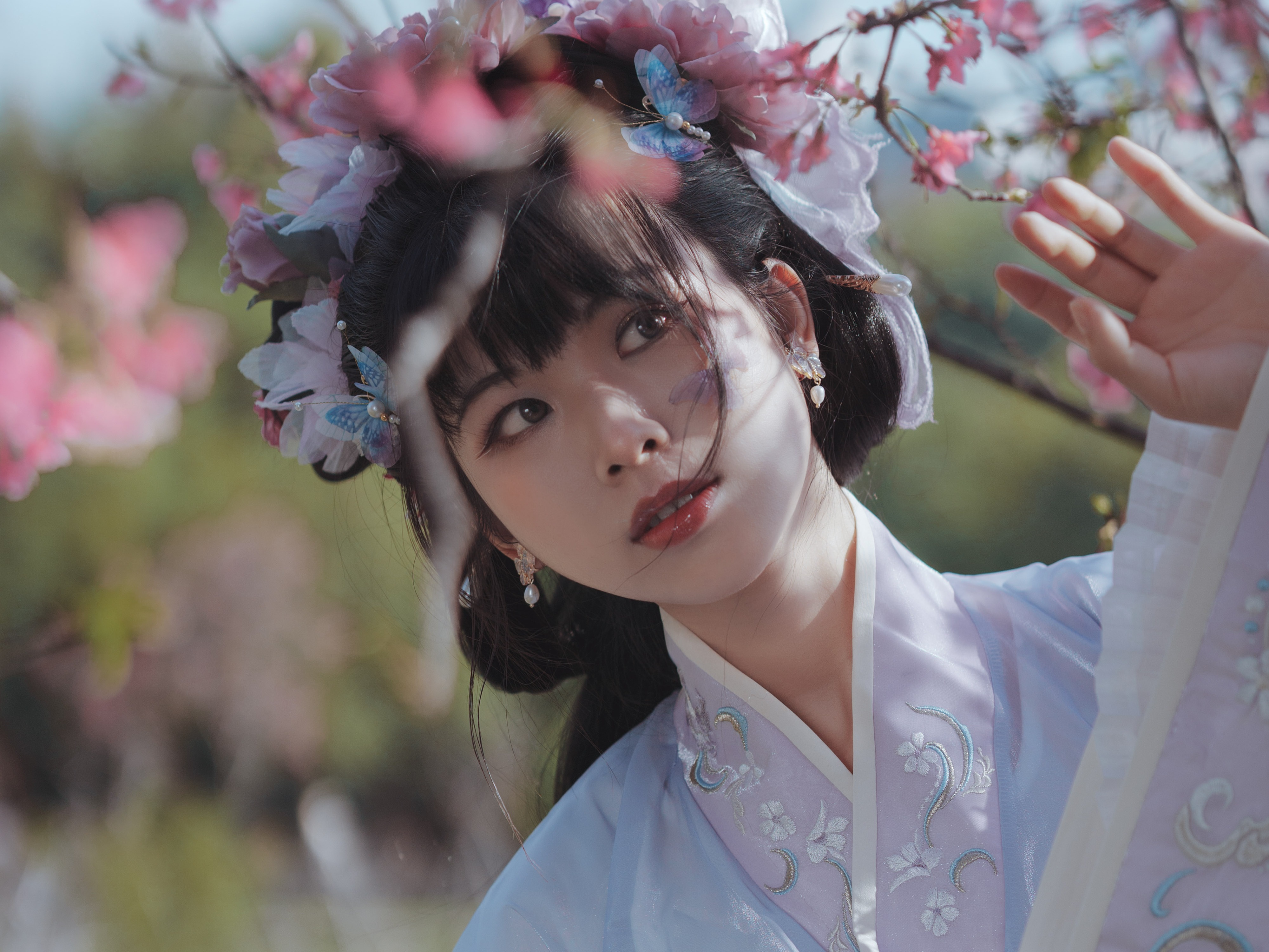 广东三月樱花