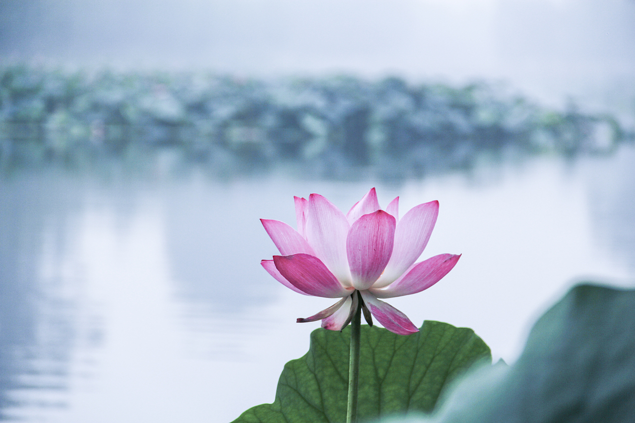 白洋淀荷花（圖ZNzA5ODY2NTY=） - 風(fēng)光攝影 - 站酷設(shè)計(jì)師山山而川上的麥子原創(chuàng)素材 - 站酷ZCOOL