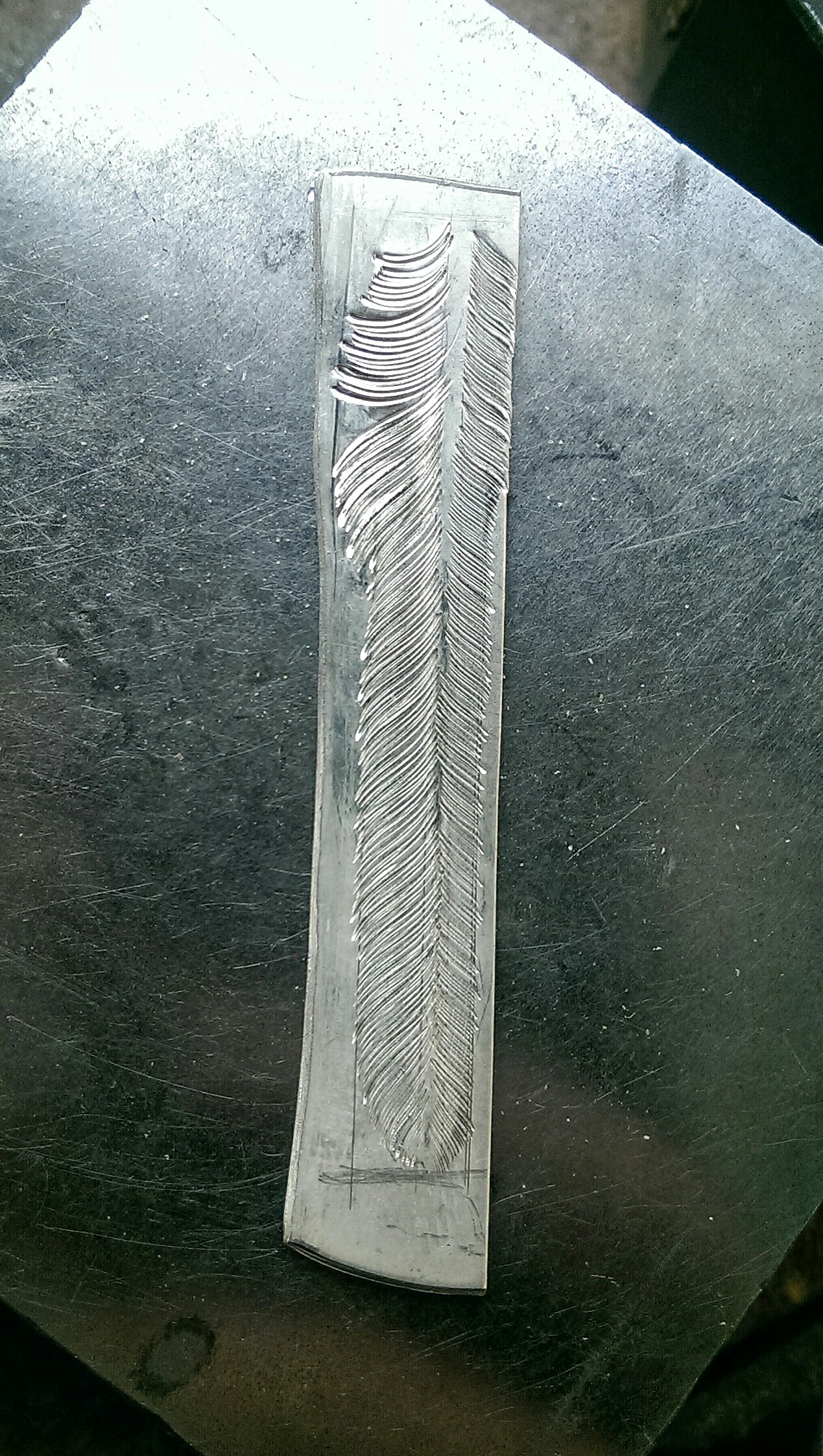 Primary Wing Feather