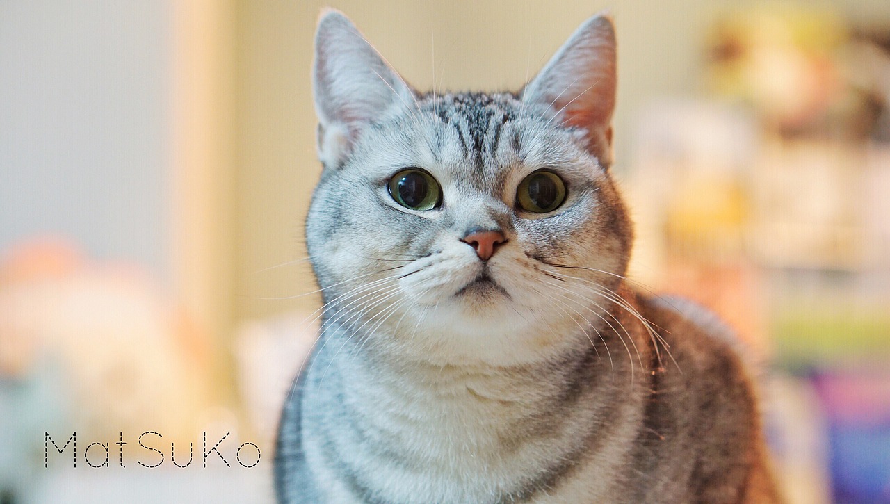 关于MatSuKo的一生