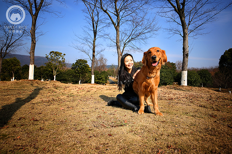 【金毛】熨斗1岁啦（图ZMzg3Mjk2MTY=） - 宠物摄影 - 站酷设计师挂糖原创素材 - 站酷ZCOOL